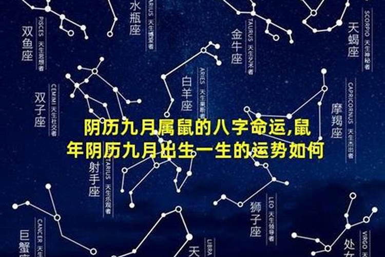 农历9月属鼠人的命运怎么样