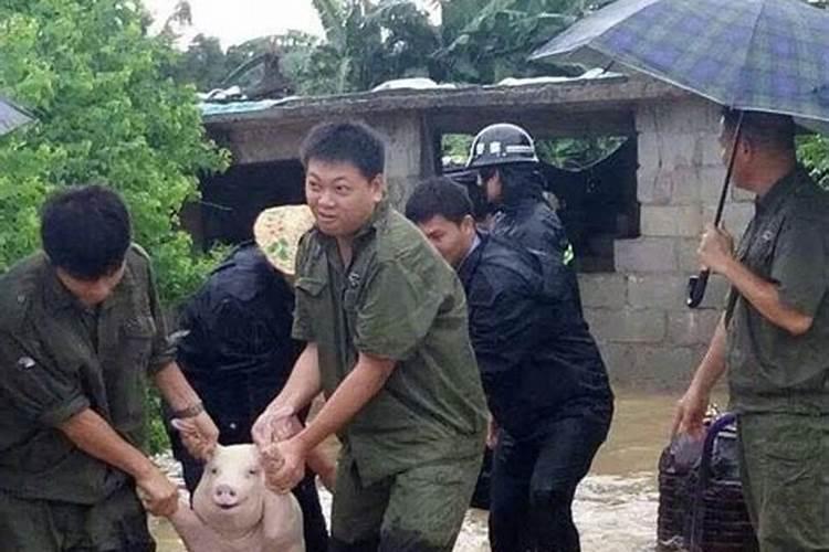 梦见洪水里有一头猪什么意思