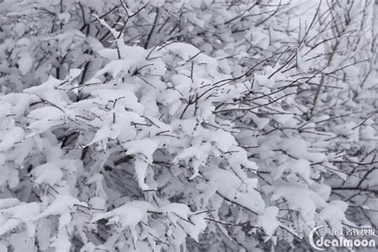 孕妇梦见厚厚的大雪