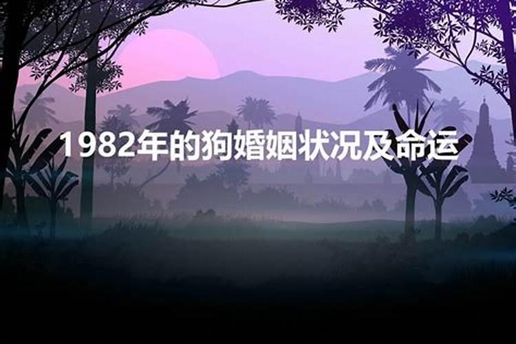 1982年5月的狗命运