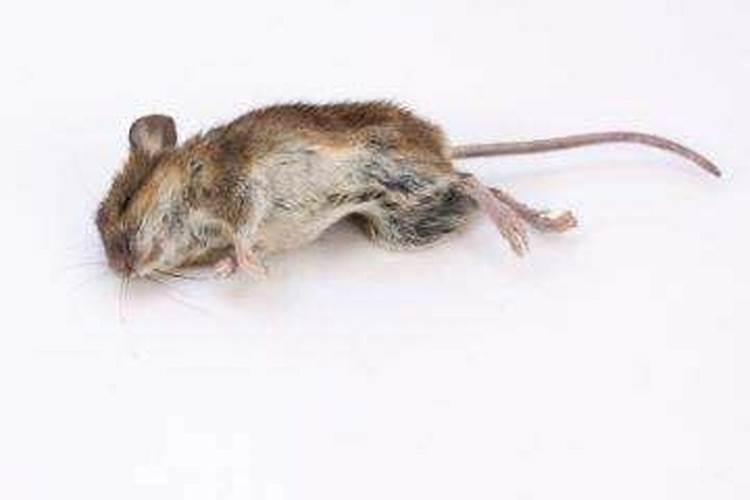 梦见几只小老鼠被自己打死了