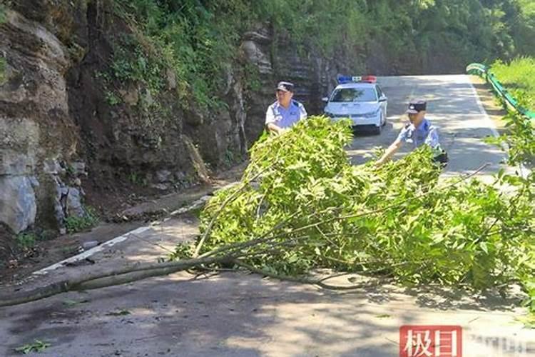 梦见树木被暴风雨折断