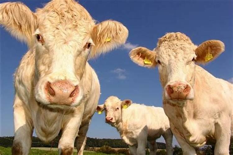女人梦到牛预示着什么梦见三条牛牛