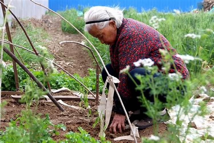 梦见死去奶奶在菜园种菜