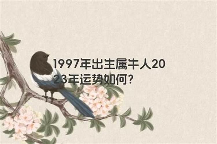 1997年出生属牛的运程