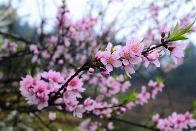 怎么旺桃花运风水