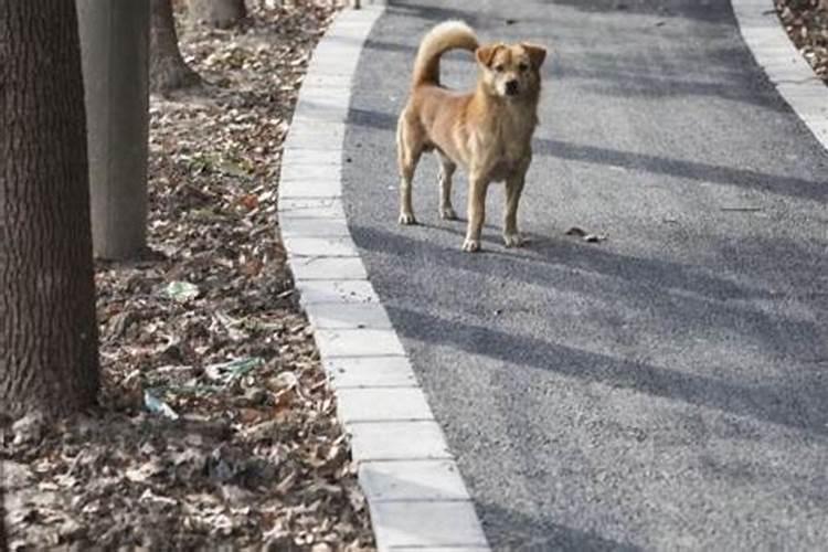 梦见狗一直追着自己跑