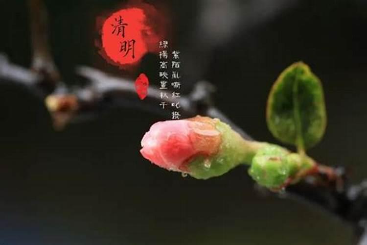 清明节属什么生肖2021