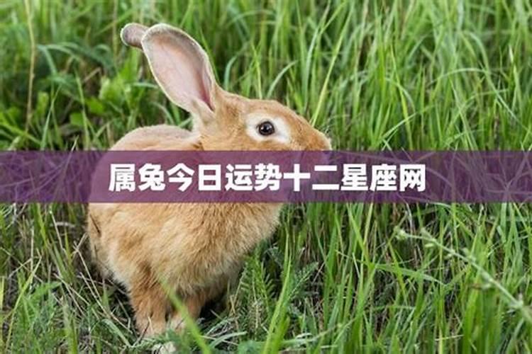 2023属鸡运势生肖运势及运程详解