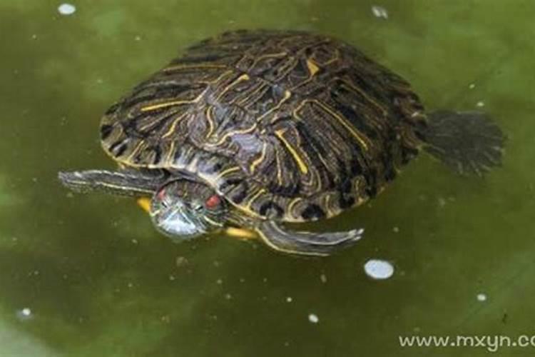 梦见大乌龟在清澈的水里游走