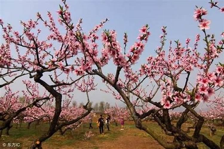 桃花运多但是不顺怎么办