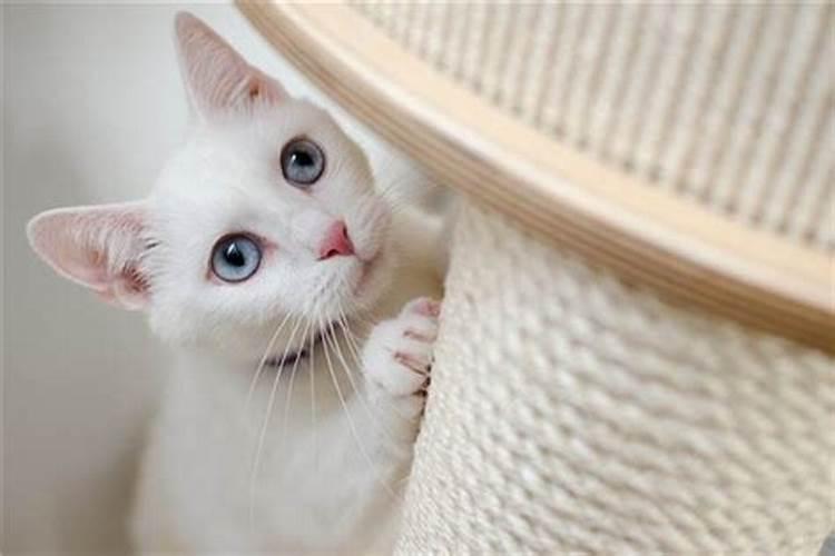 梦见很多白猫是什么预兆