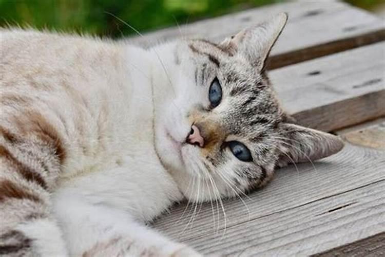 梦见死猫是什么意思它预示着什么呢