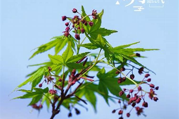 清明节宜祭祀日