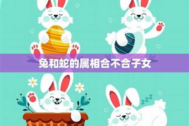 猪和兔子属相合不合