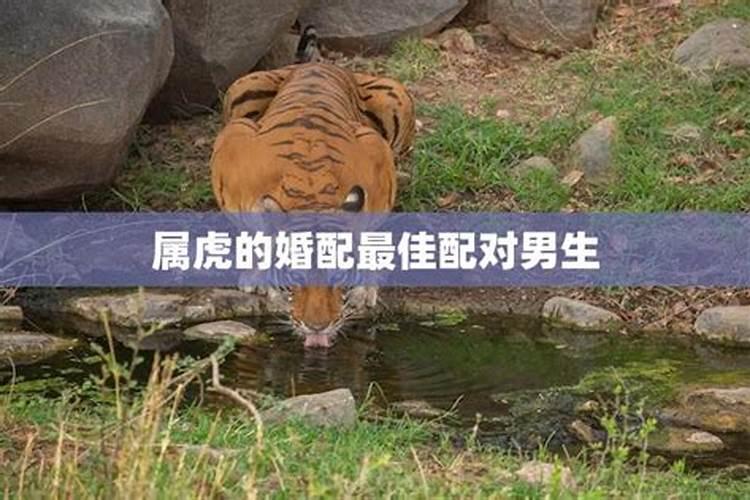 猪和虎的婚配对象合适吗男