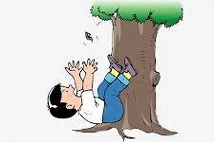 梦见别人从树上掉下来摔死