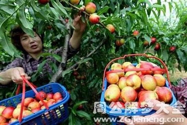 梦见跟情人摘水果