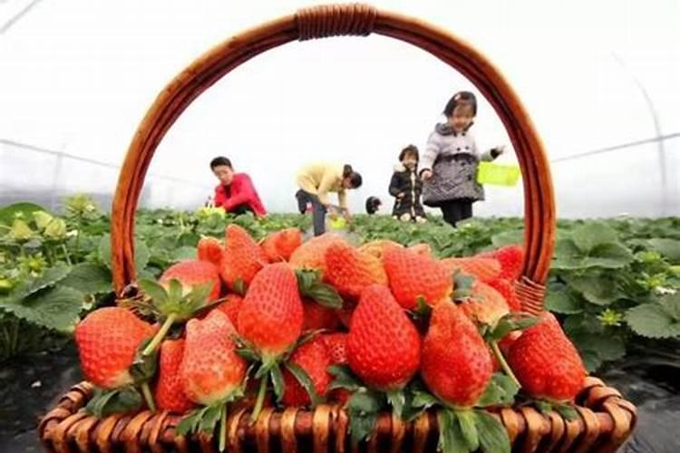 梦见和情人一起摘草莓