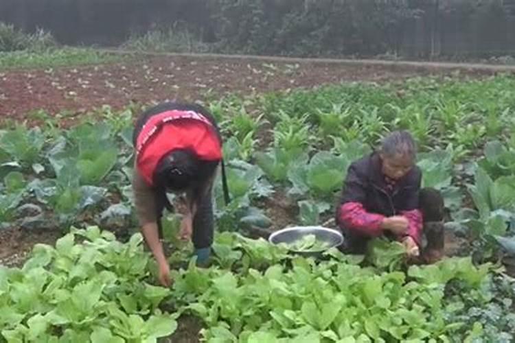 梦见别人拉我家地里的蔬菜