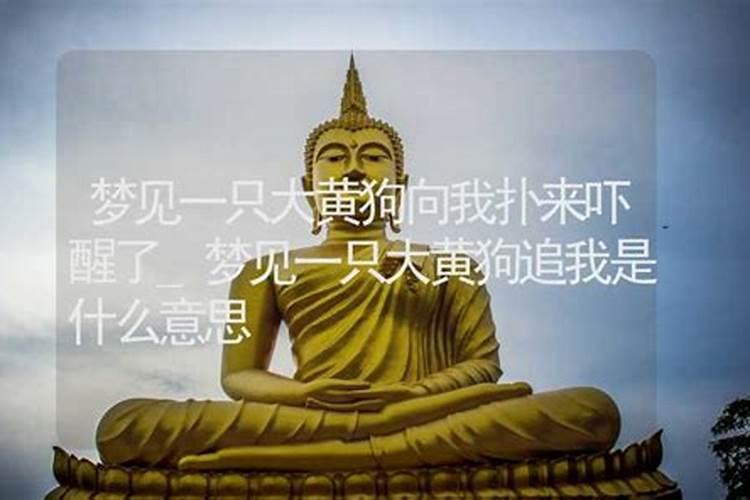 梦见一只狗扑向我