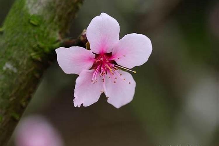 八字测婚姻什么时候有桃花运