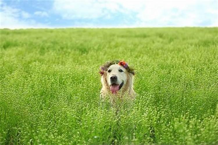 属狗的犯太岁佩戴什么好