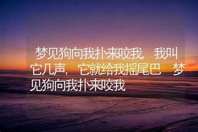 梦到狗向我扑来