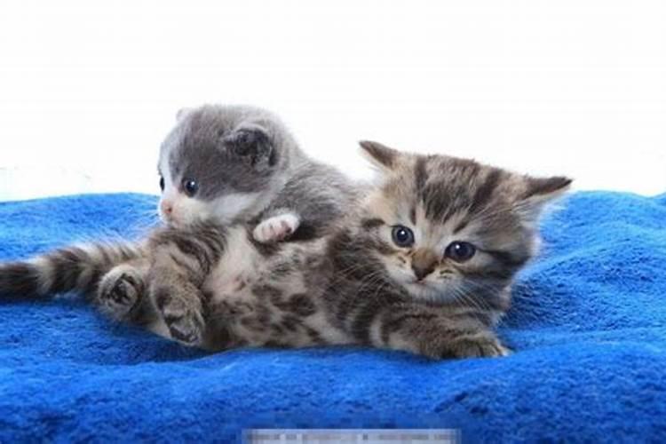 怀孕梦见两只小猫是什么意思呀周公解梦