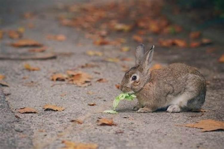 今年正月初一几月几日生日