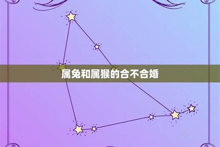 属兔和属什么的合不合