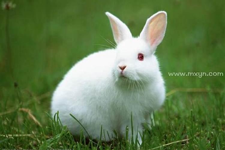 梦见白色的兔子很乖