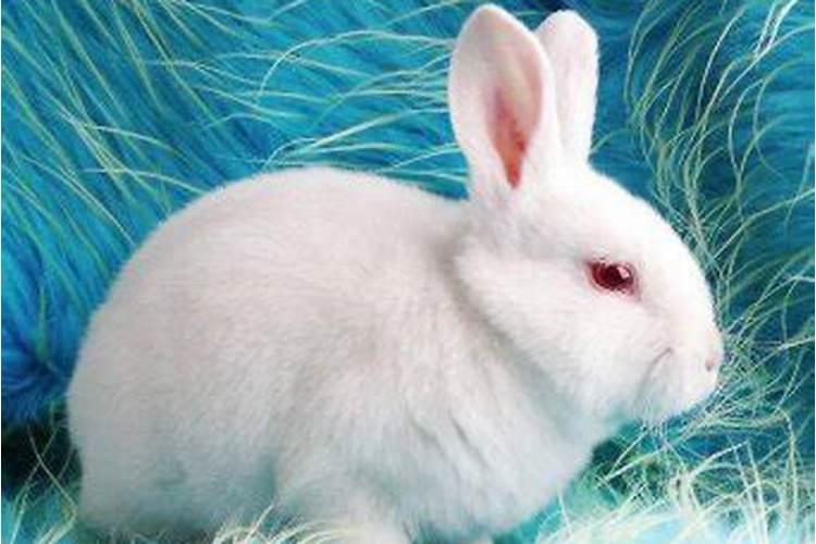 梦见白色的兔子很乖