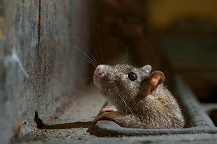 梦见好多小老鼠在身上是什么意思