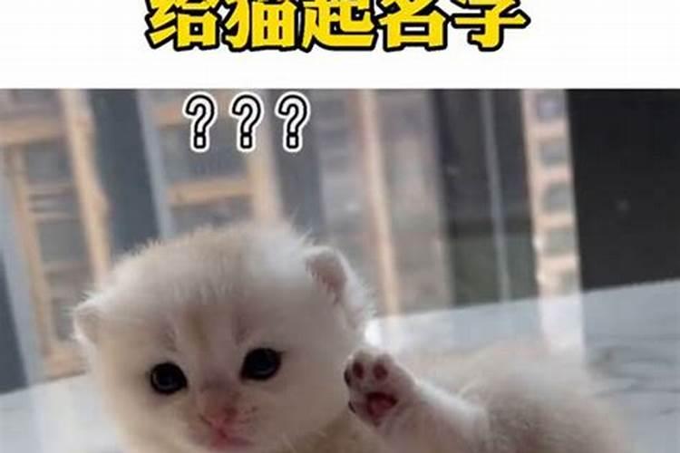 冬至出生的猫咪取名字