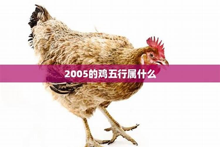 2005的鸡是什么命