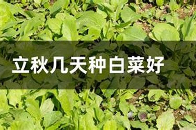 立秋几天种大白菜