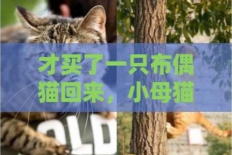 梦到爸爸买了一只猫