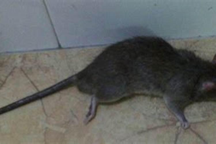 梦到几只死老鼠是什么意思
