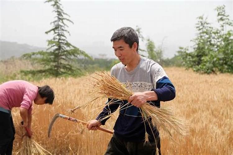 梦见很多人在一起干农活什么意思