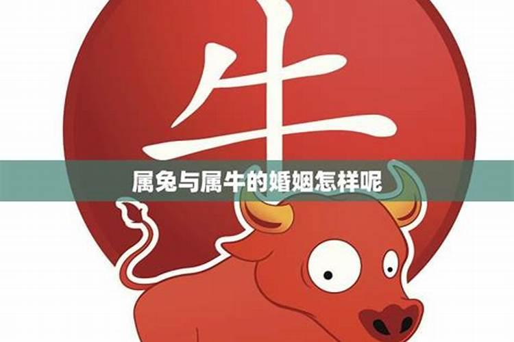 属兔鼠牛合不合