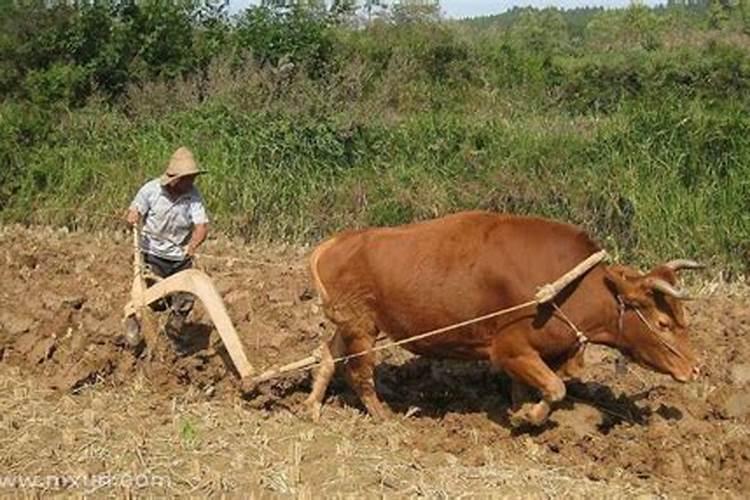 梦见别人牛耕地是什么意思