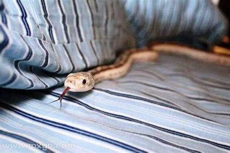 梦见朋友家里有蛇是什么意思
