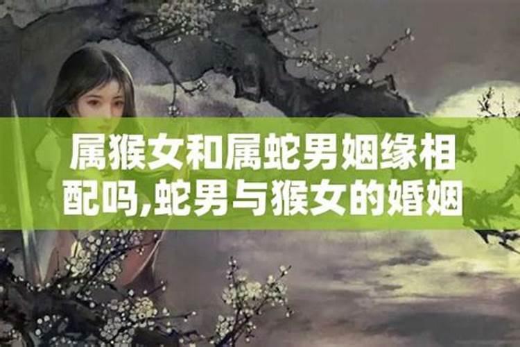 女猴跟蛇男相配吗婚姻如何