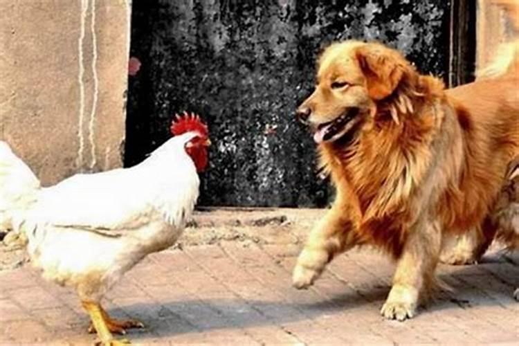 鸡和狗的婚姻好不好