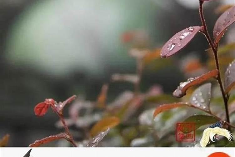 白露时节的出生老虎和秋分