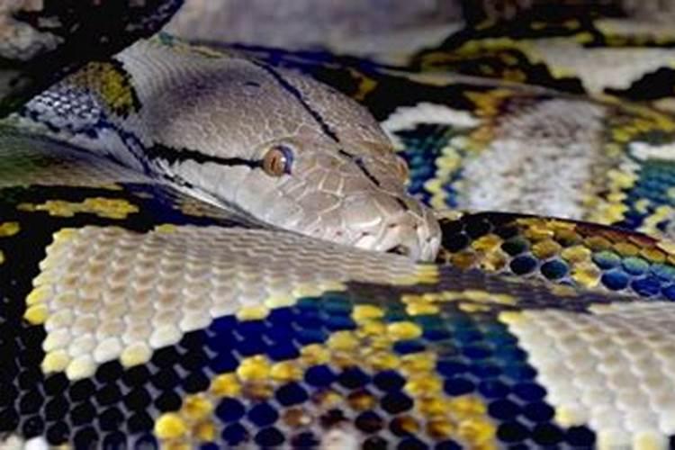 梦见蟒蛇是什么预兆女性