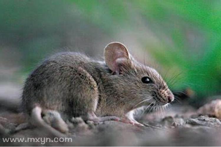 梦见老鼠进家什么预兆？