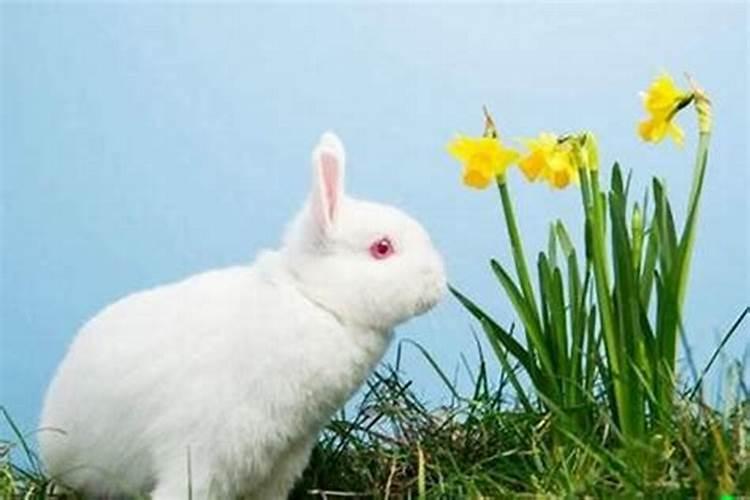 属兔可以在本命年结婚吗？