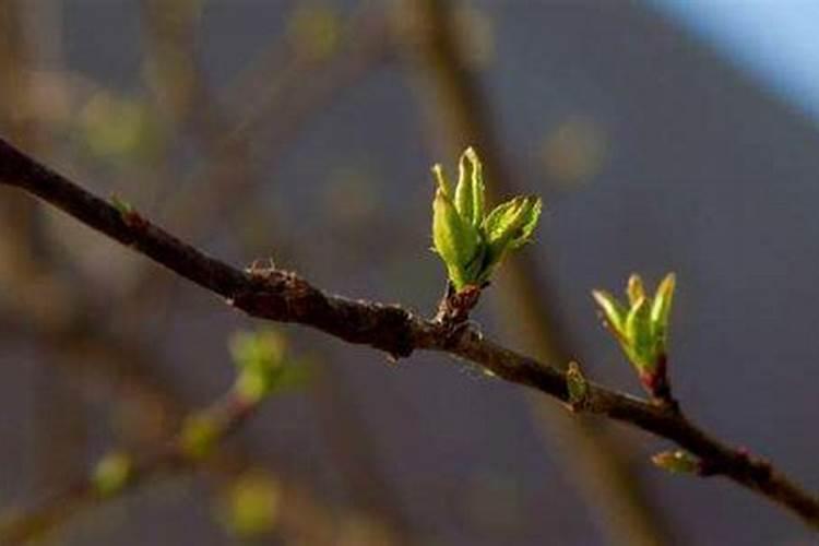 养什么花催桃花